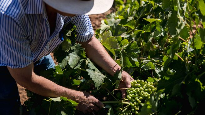 Bodegas Andrés Morate Vinos de Madrid