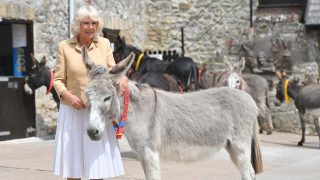 Camilla Parker con el burro / Gtres