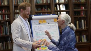 Harry y Jane Goodall / Gtres