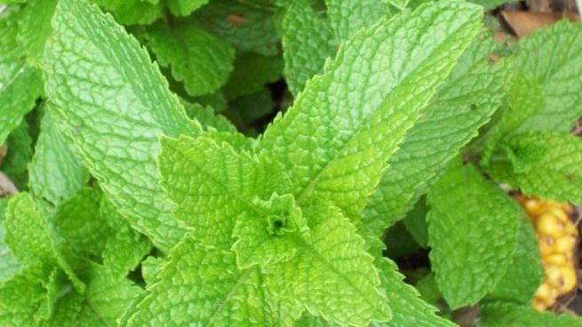 animar tu balcón o terraza con algunas plantas de exterior que podrías cuidar.