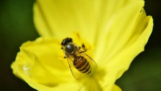 Los beneficios del veneno de abeja en la piel