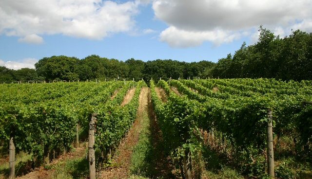 ¿Qué bodegas podemos visitar este verano?