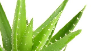 Aloe vera