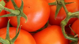 Tomate