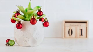 Más allá de la Flor de Pascua, estas son las mejores plantas para decorar la casa en Navidad