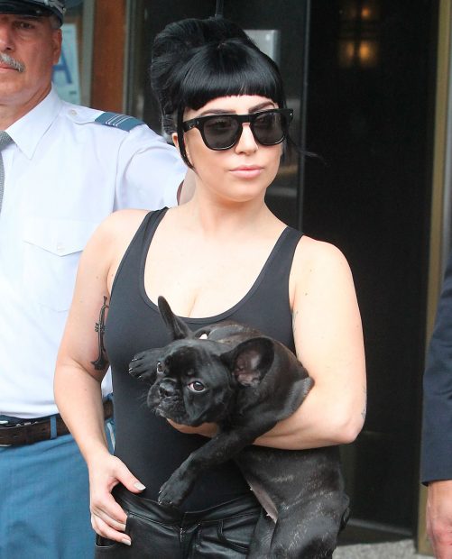 Lady Gaga, con uno de sus bulldog franceses robados / Gtres