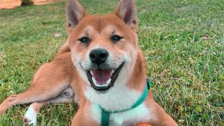 Mascota/Mascota/Instagram @iam_shelby_shiba7