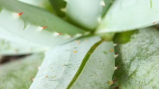 Aloe vera