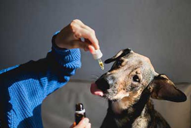 Aceite con CBD para perros / MedK