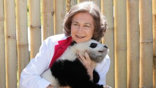 La Reina Sofía con una cría de oso panda/ Gtres