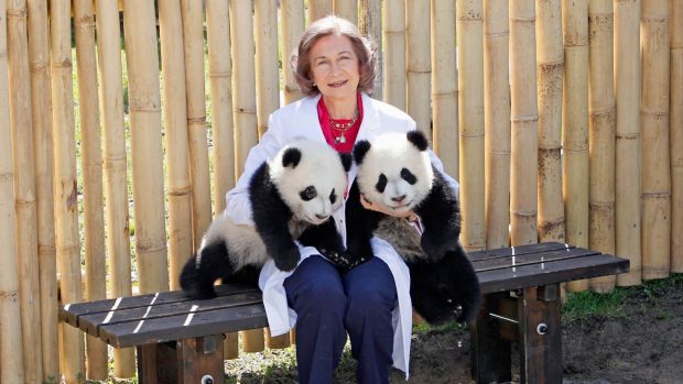 reina sofía pandas, los pandas de la reina, los pandas del zoo de madrid