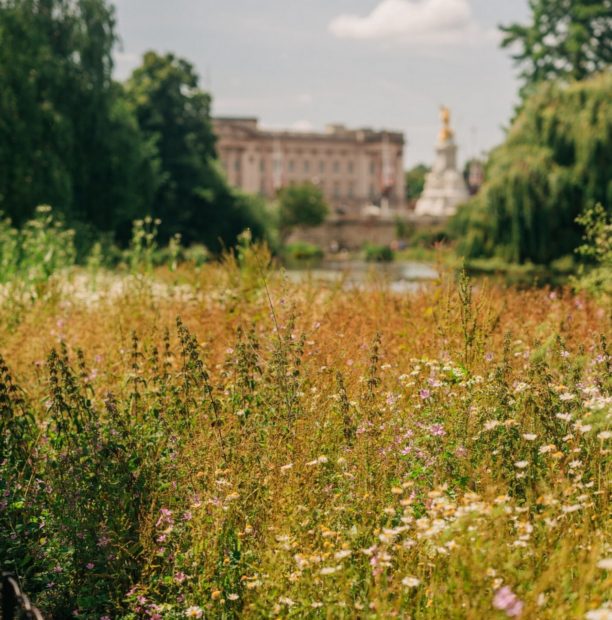 Royal Parks, reina isabel ii, Royal Parks isabel, 