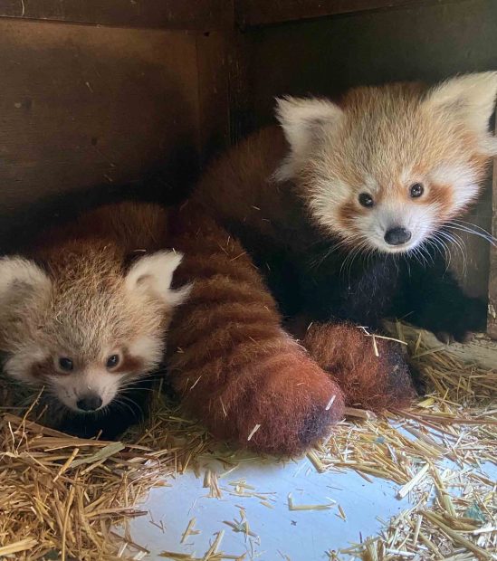 Pandas rojos