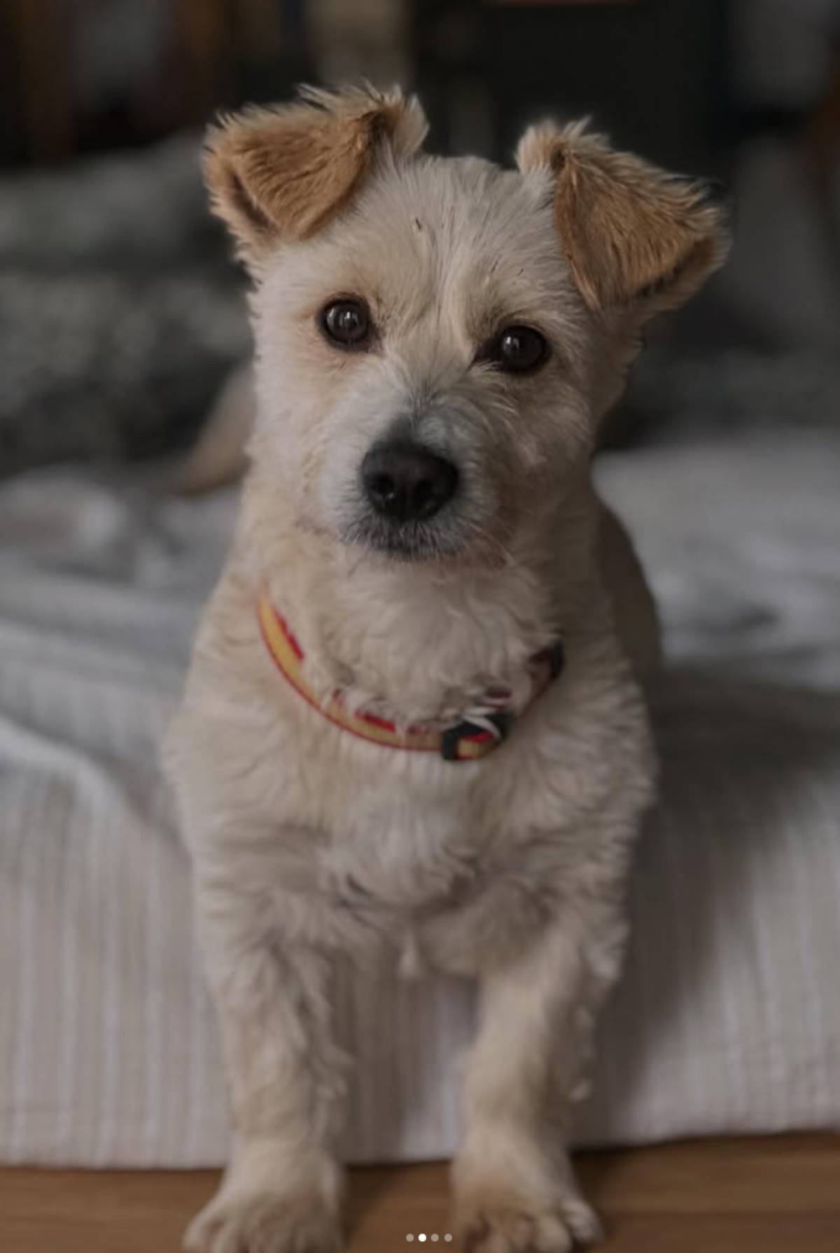 Un retrato cercano de Luigi, el perro adoptado. (Redes Sociales)