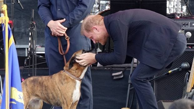 El príncipe Harry haciendo carantoñas con un perro. (Foto: Gtres)