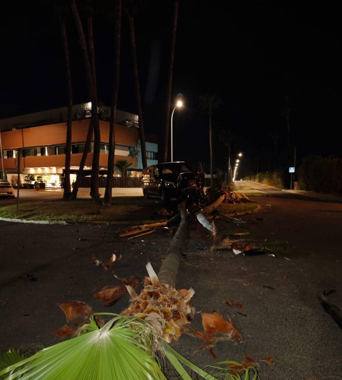 Varias imágenes captan la palmera arrancada de cuajo. (Fotos: Look)