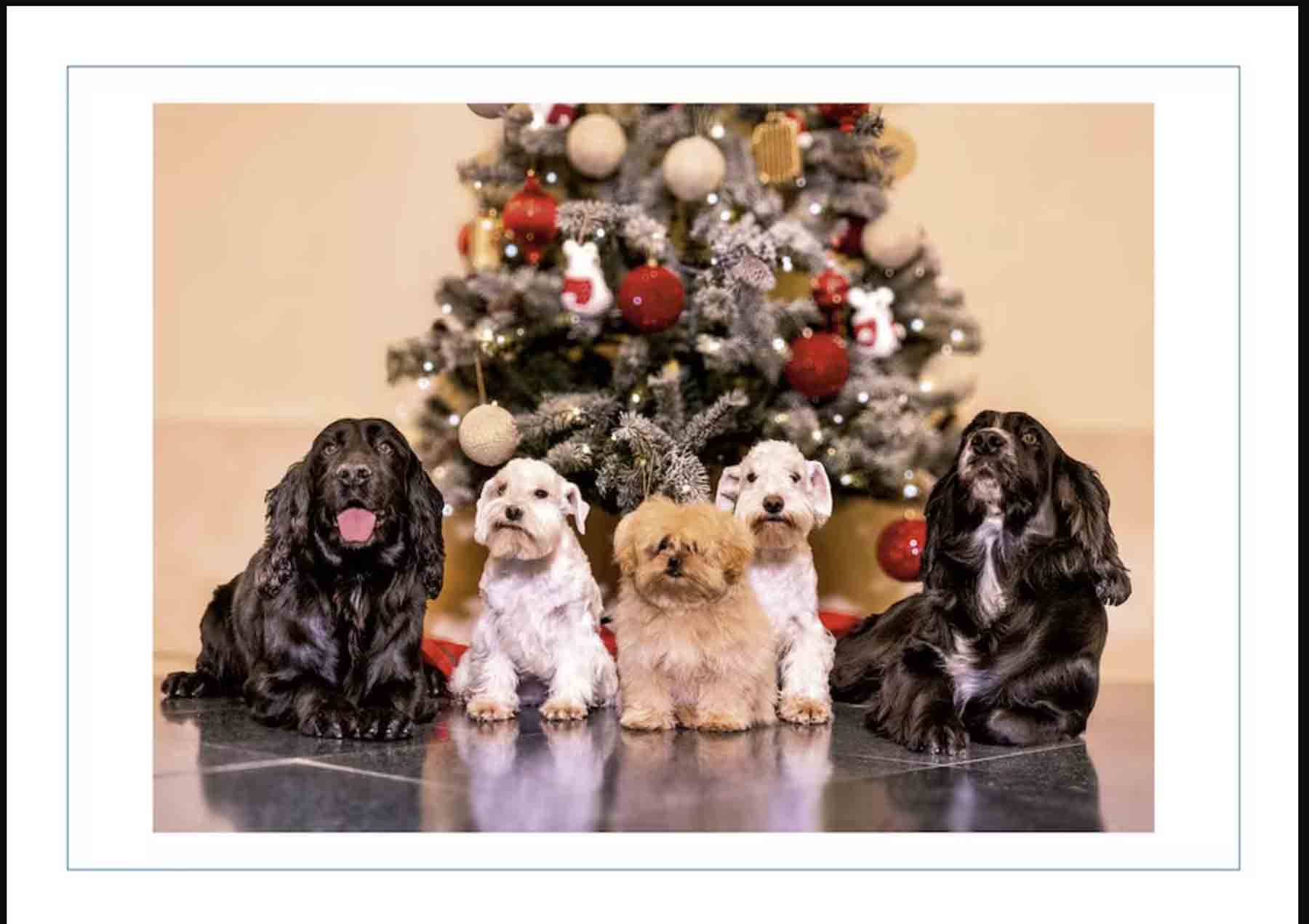 Felicitación, Juan Carlos, Sofía