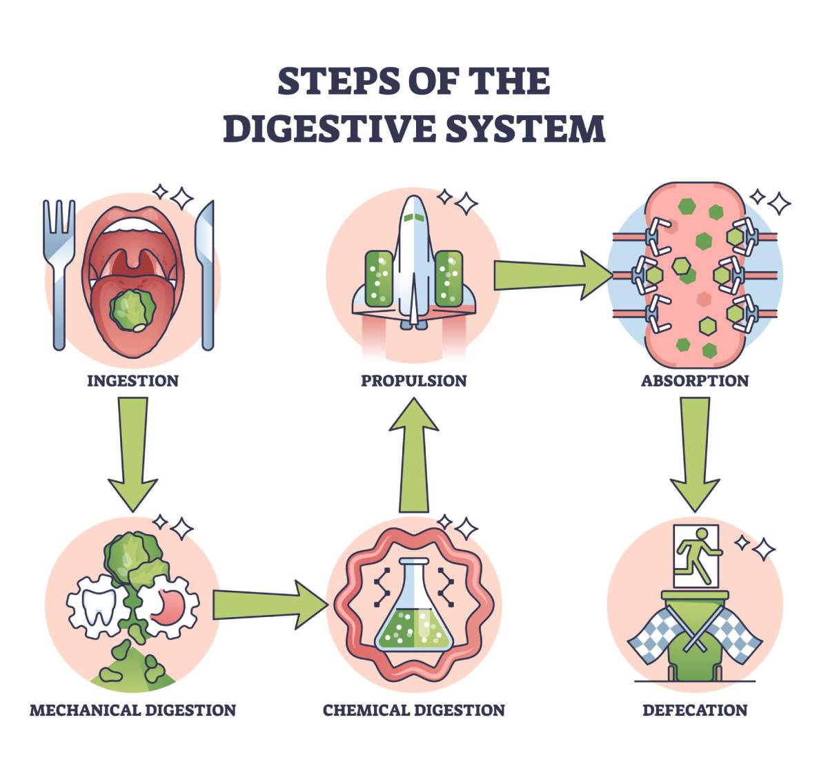 proceso digestivo paso a paso desde la ingestión hasta la absorción
