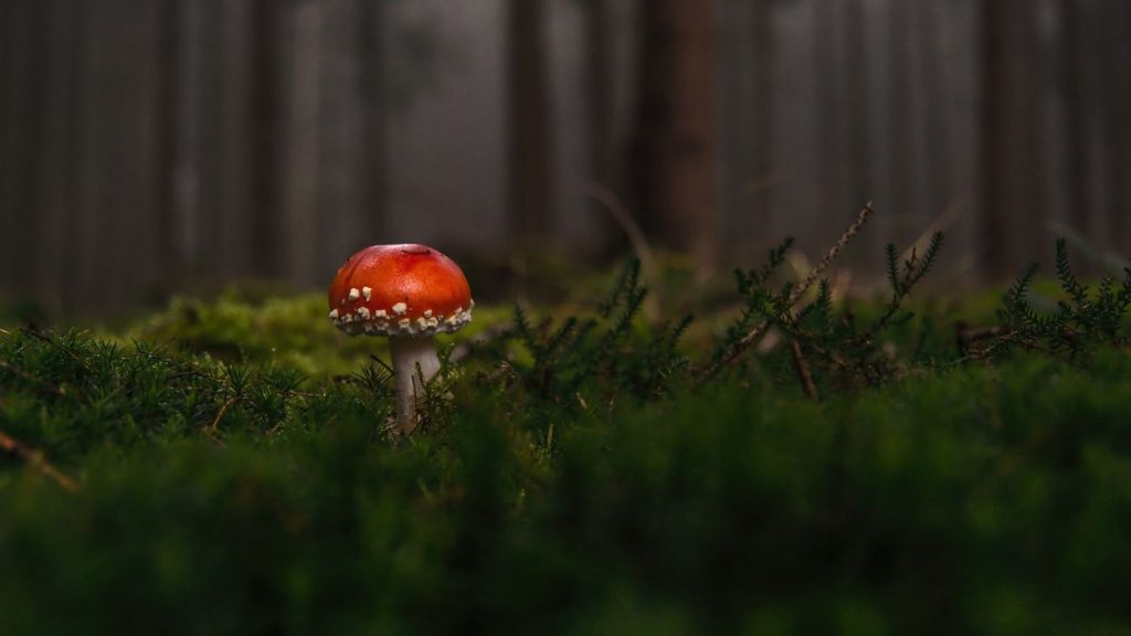 Mushroom coffee