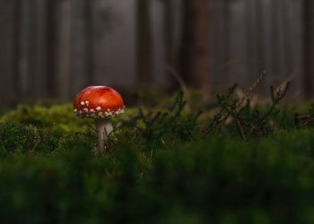 Mushroom coffee