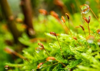 Sea moss, diet, health