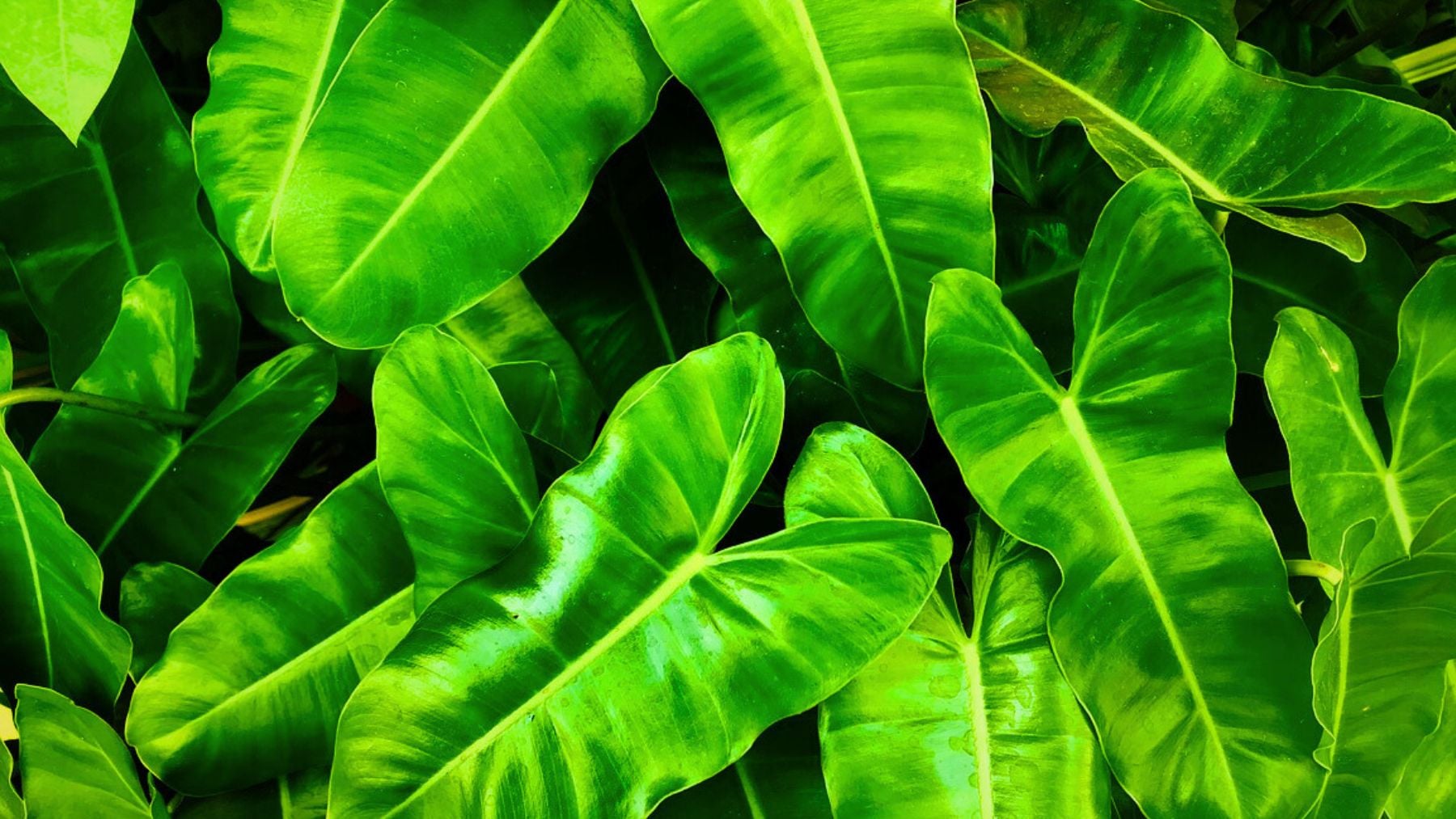 Green, color, psychology