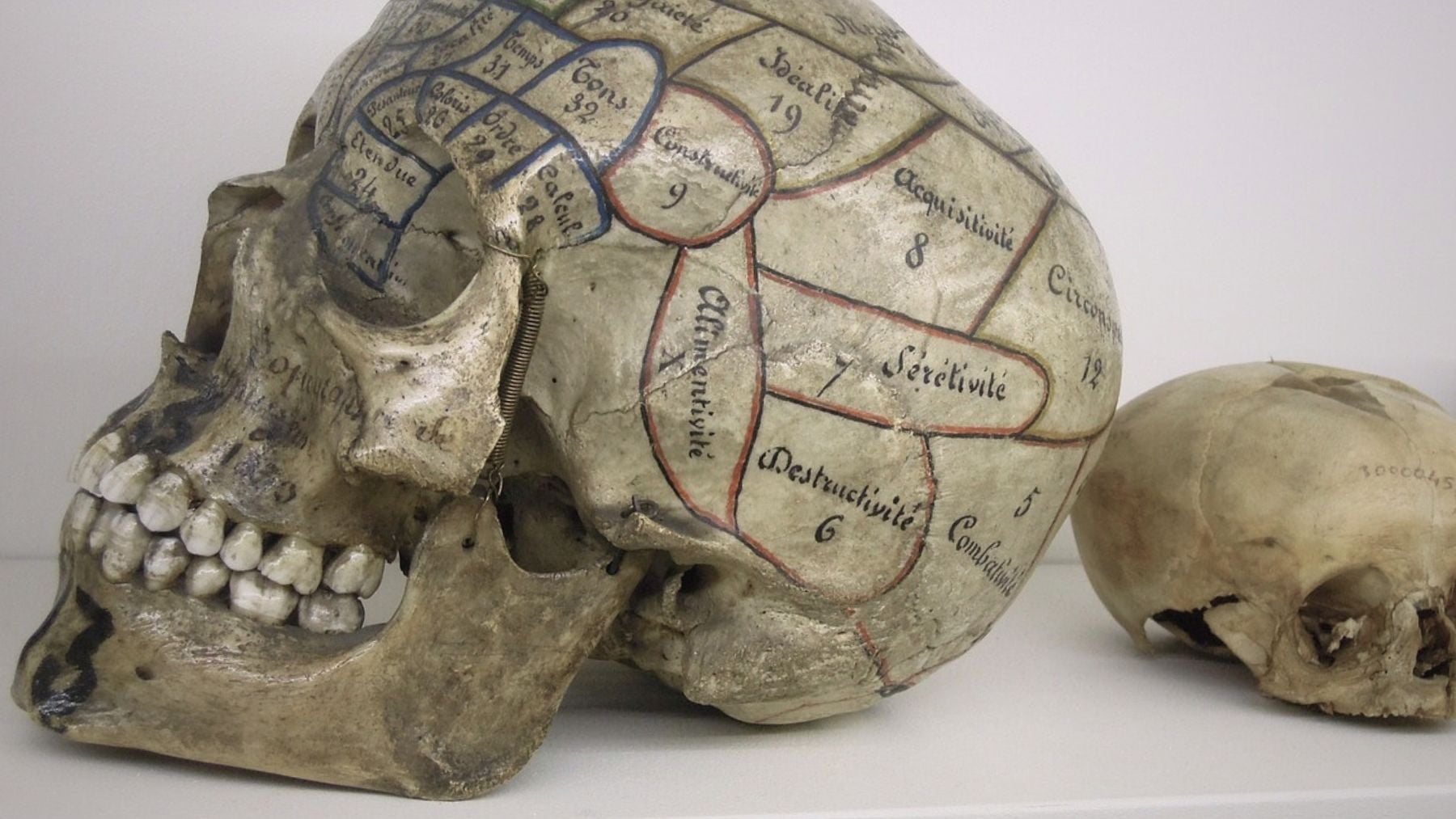 Head shape, phrenology, test