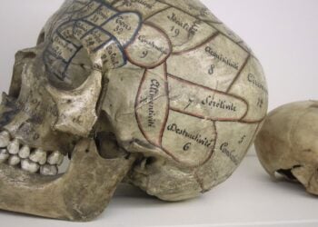 Head shape, phrenology, test