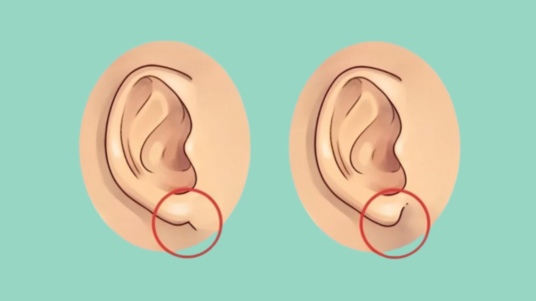 Earlobes, personality, test