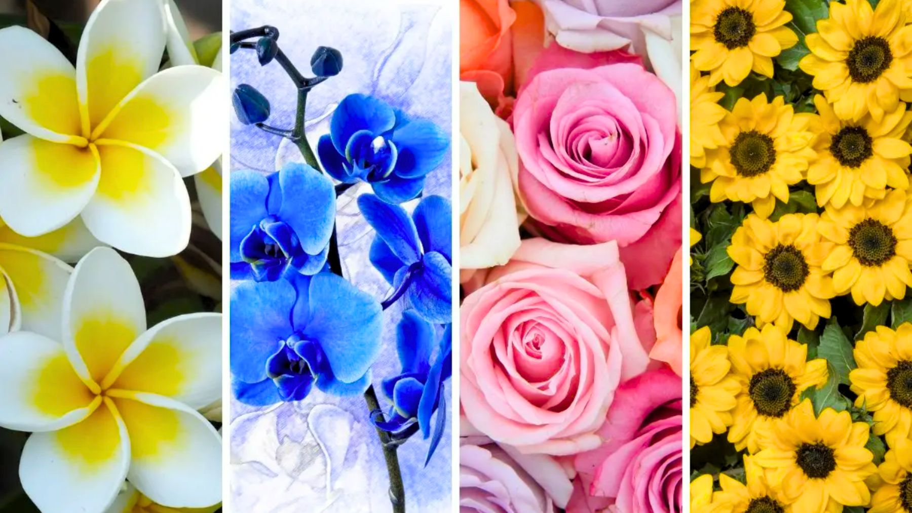 Flower, psychology, test