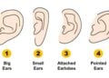 Ears, personality, test