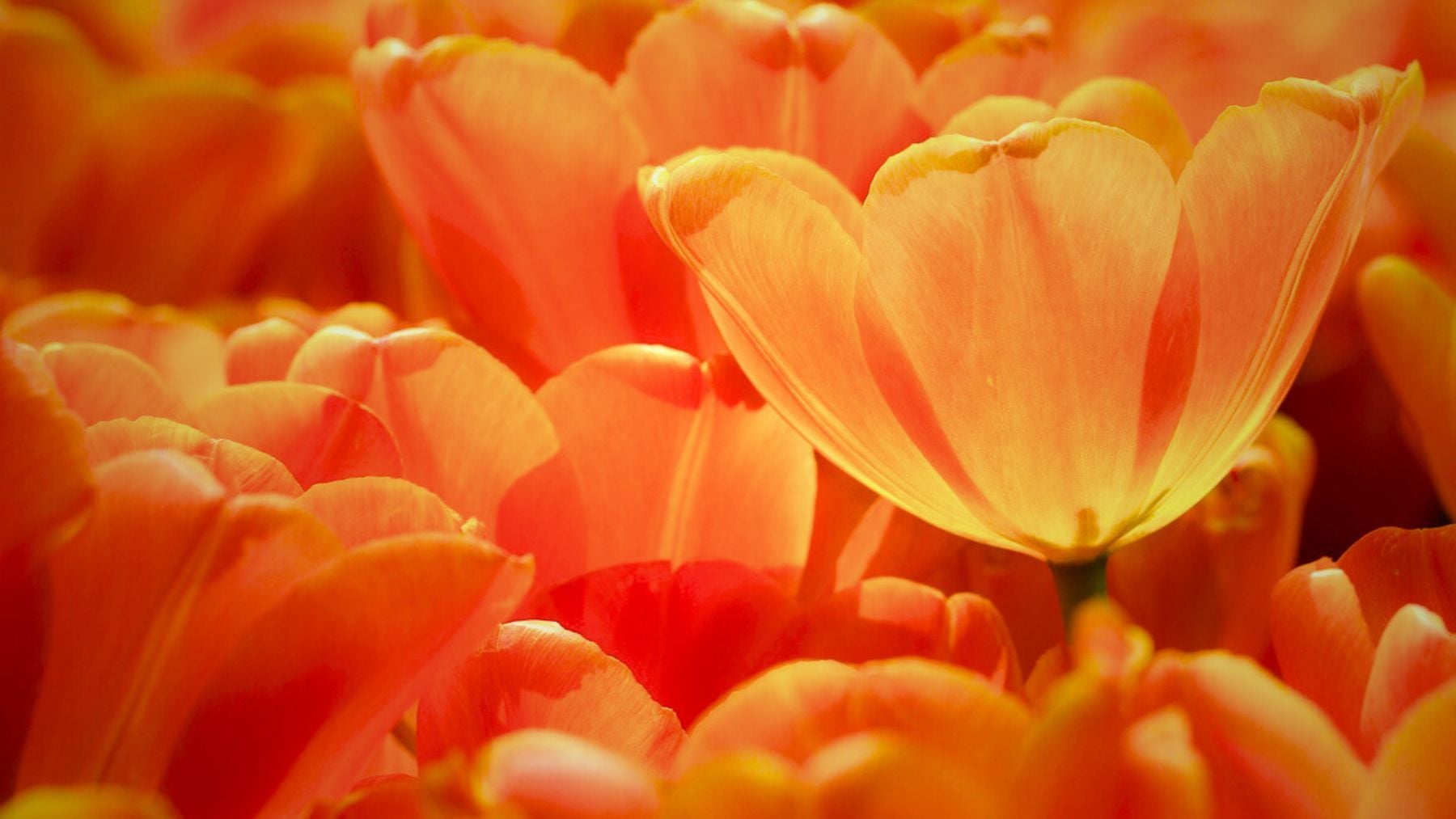 Orange, color, psychology