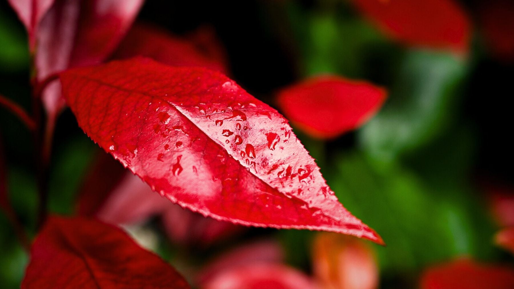 Red, color, psychology