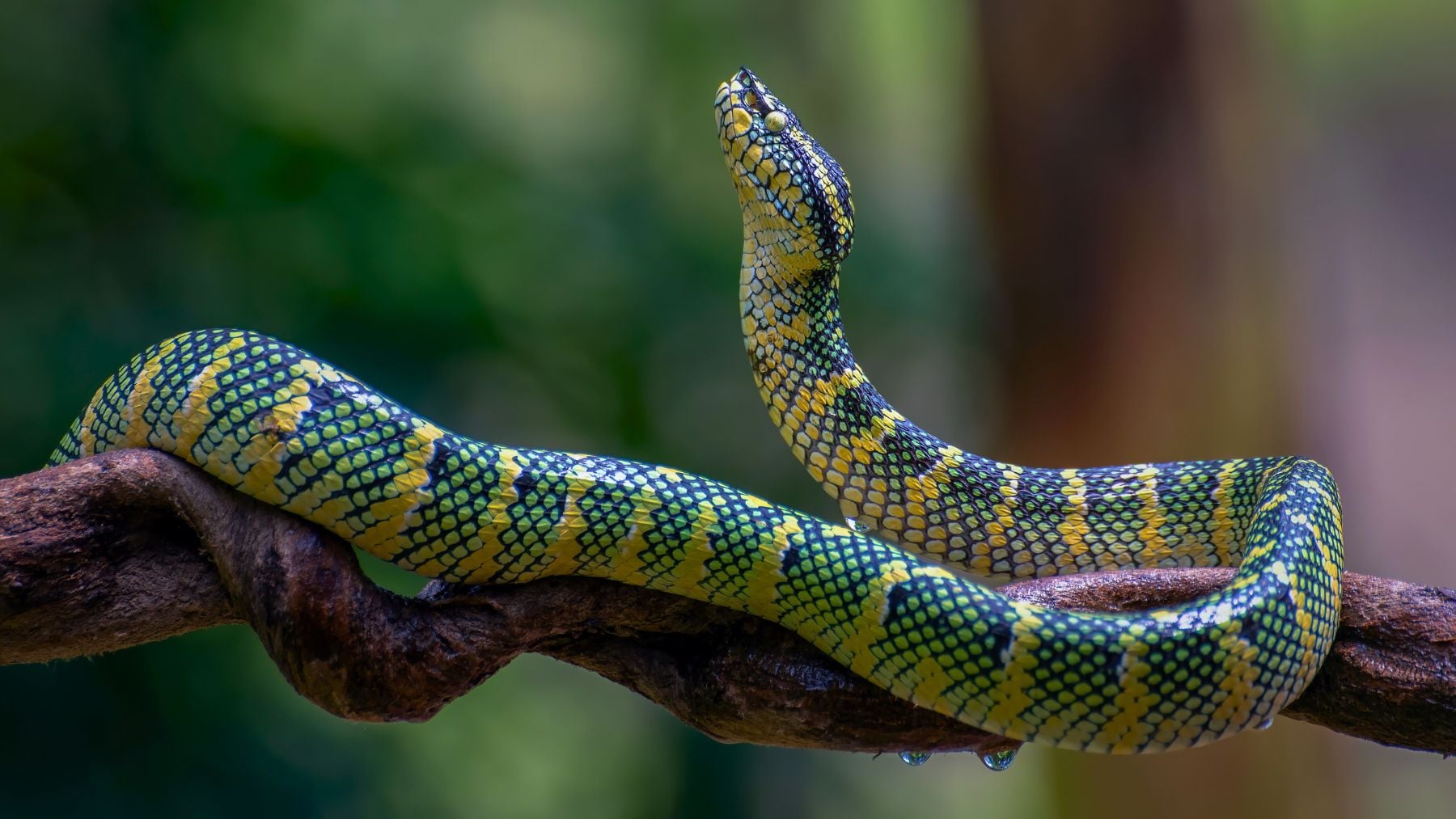 Snakes, dreams, psychology