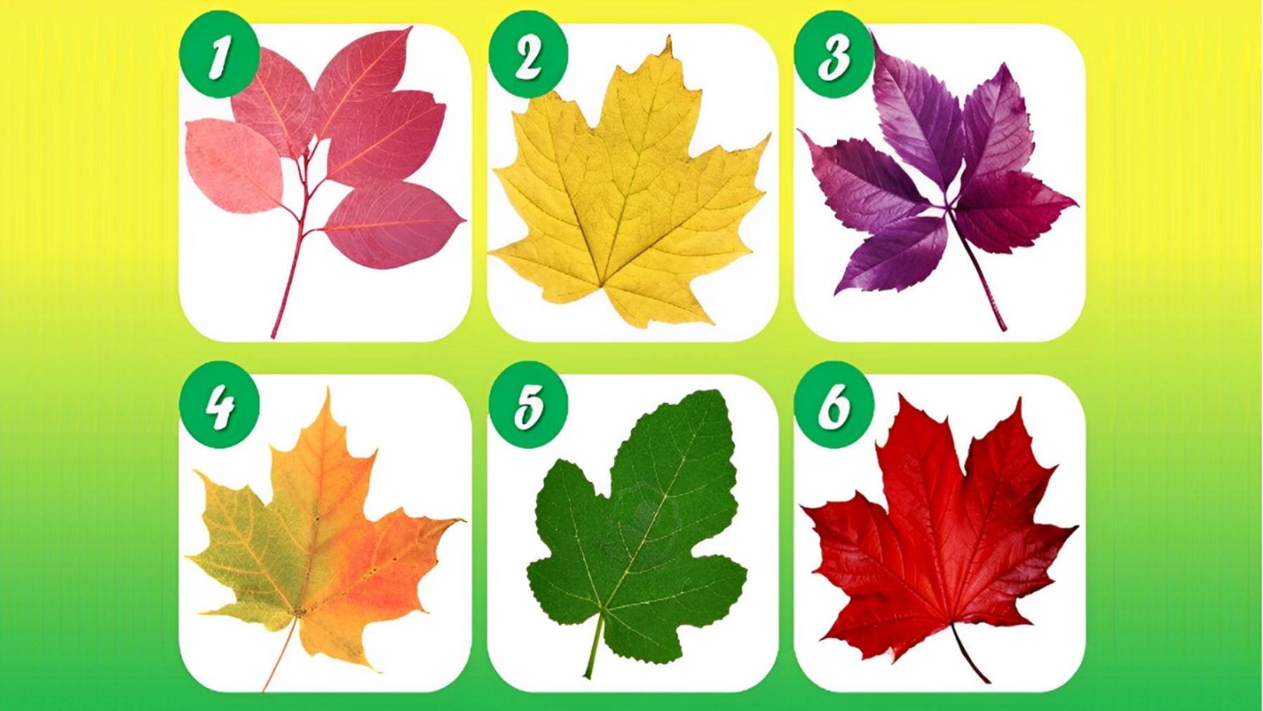 Leaf, personality, test