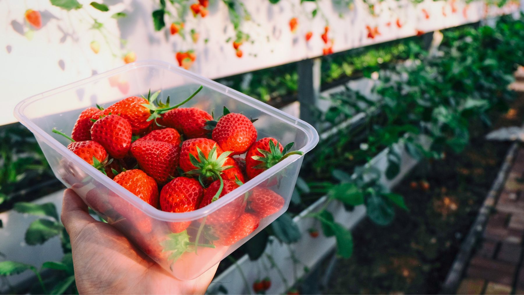Strawberries, storage, flavor