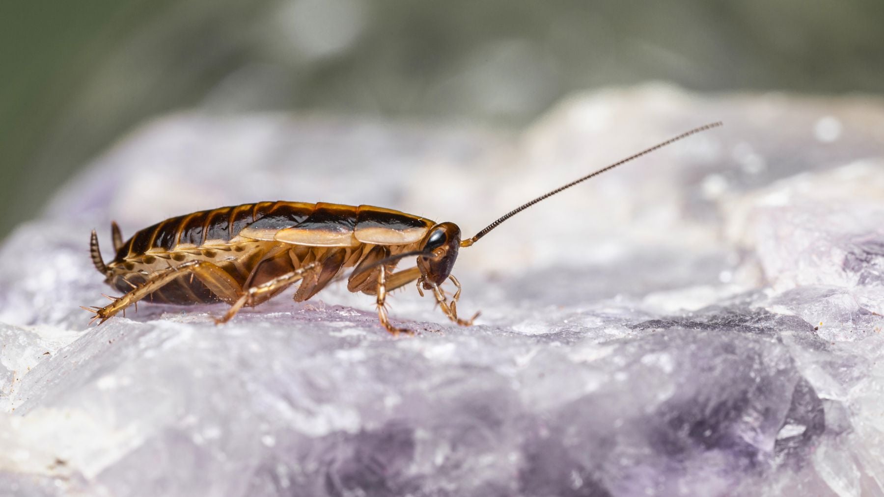 Cockroaches, insects, hate