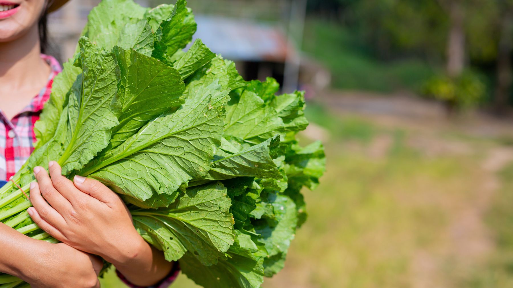 Vegetable, iron, meals