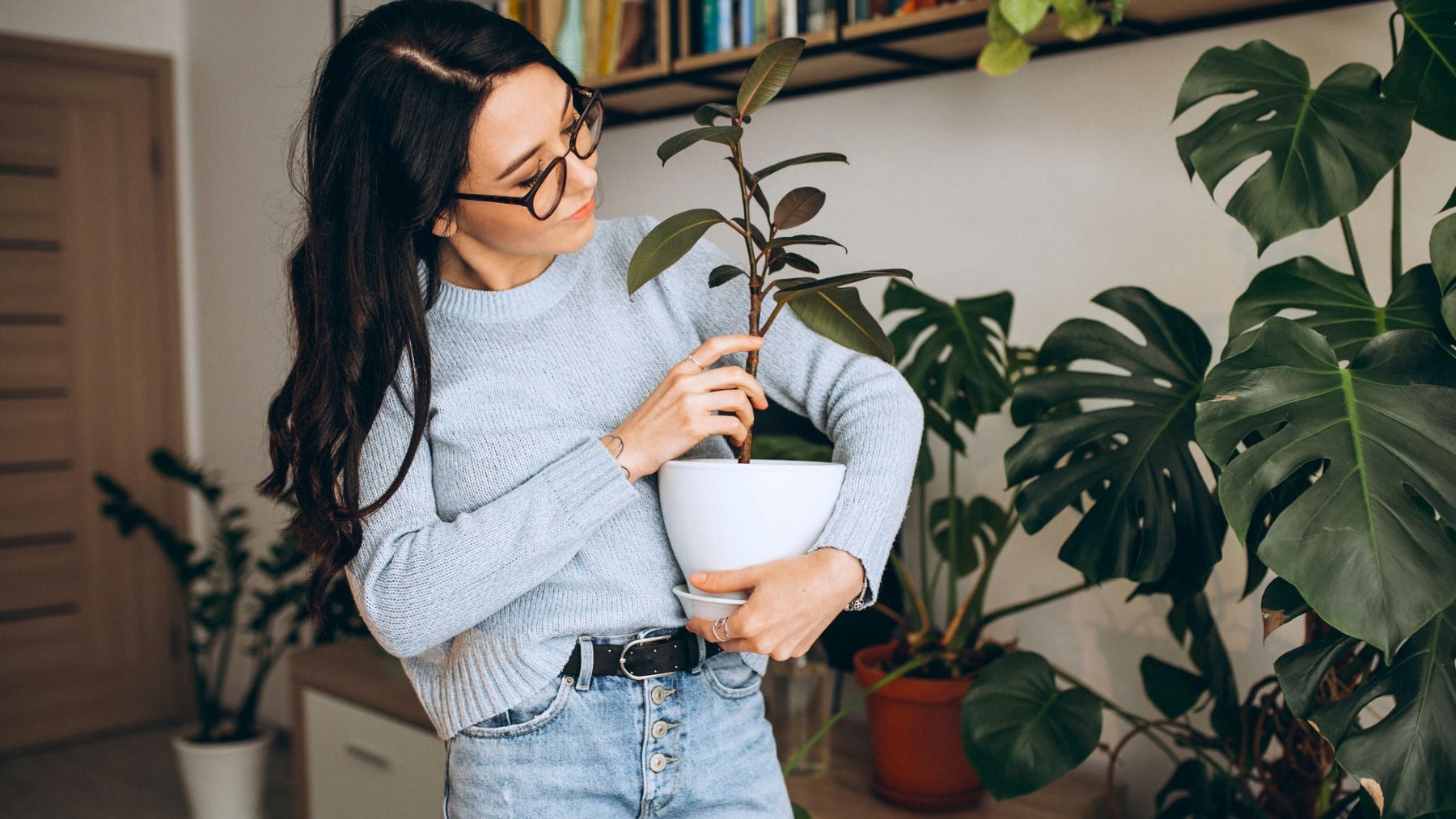 Plant, bad luck, Feng Shui