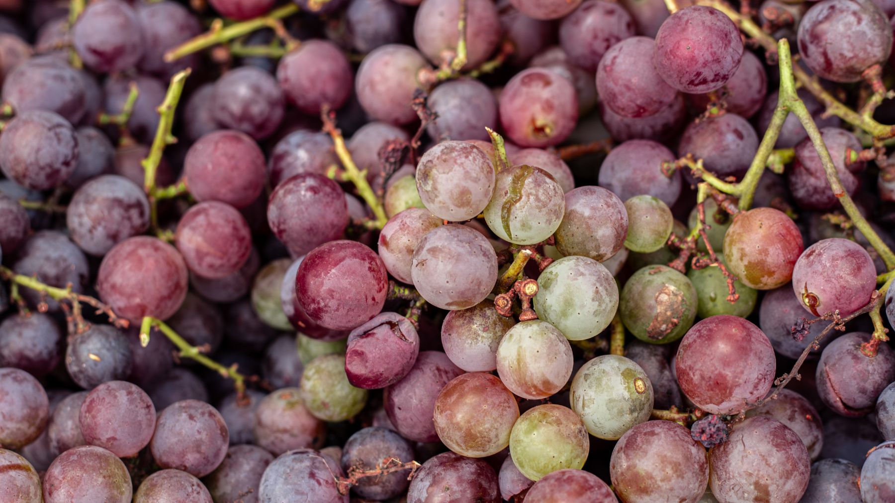 grapes, fruit