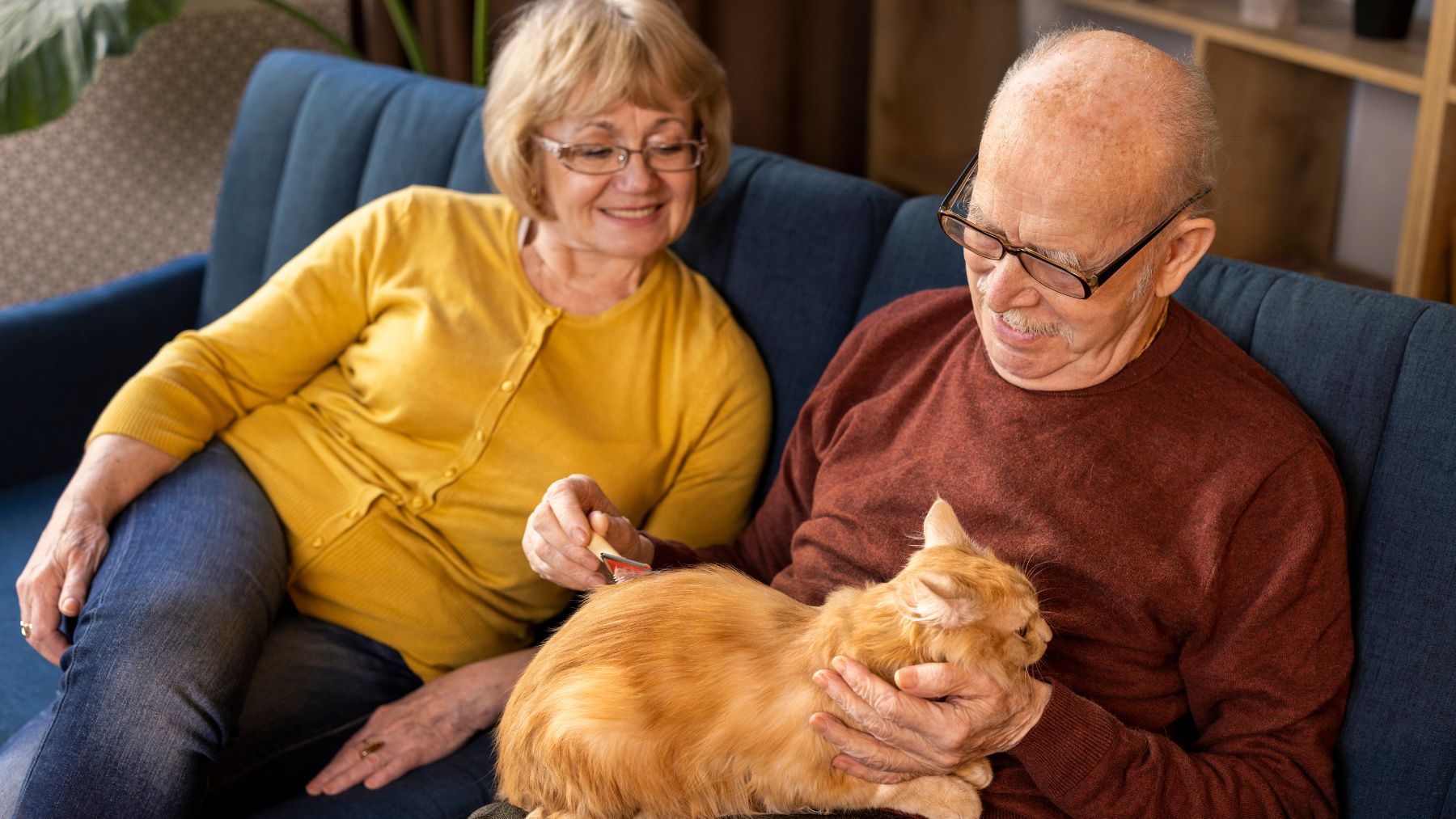 older people, seniors, pet, cat