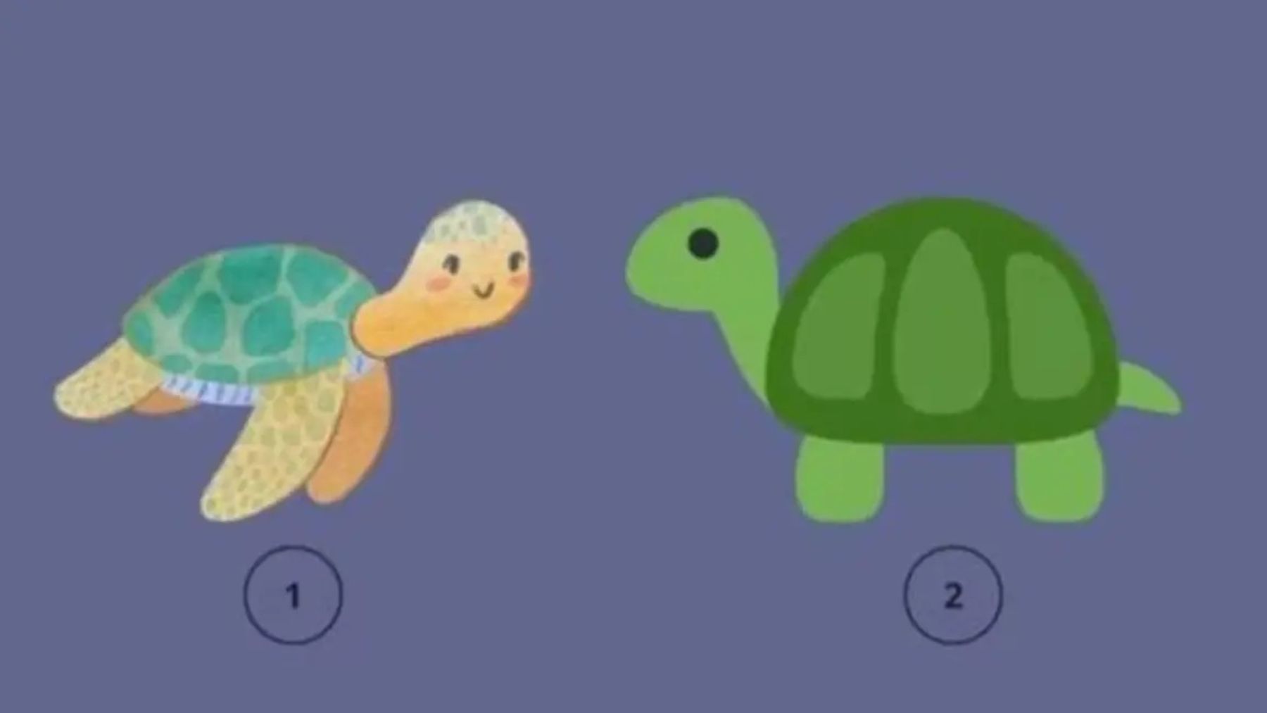 turtle, personality test