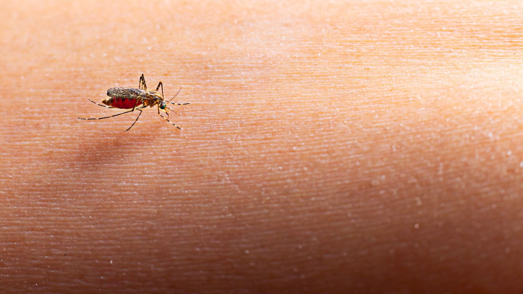 Virus, death, South Carolina