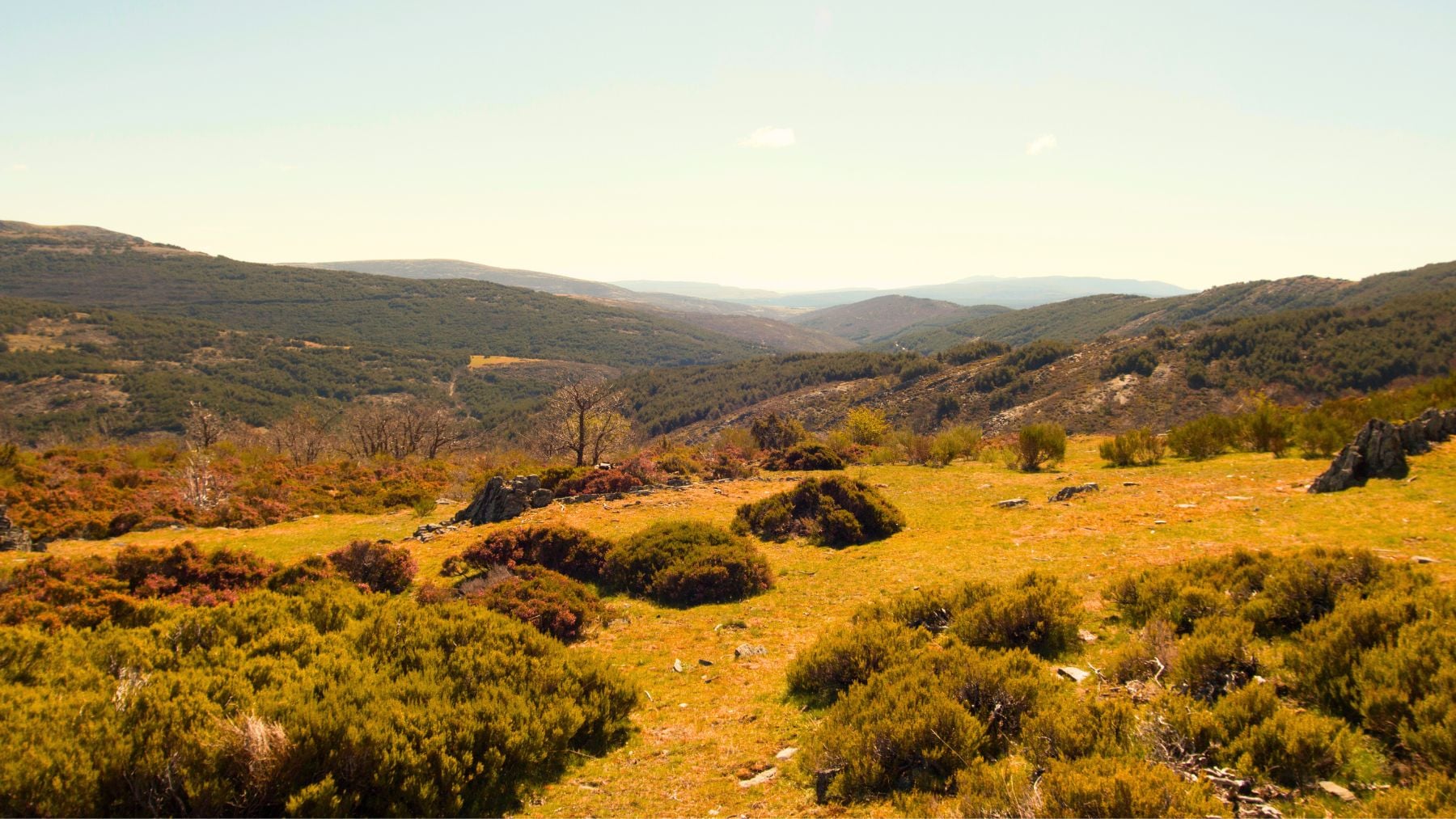 California, disease, surge