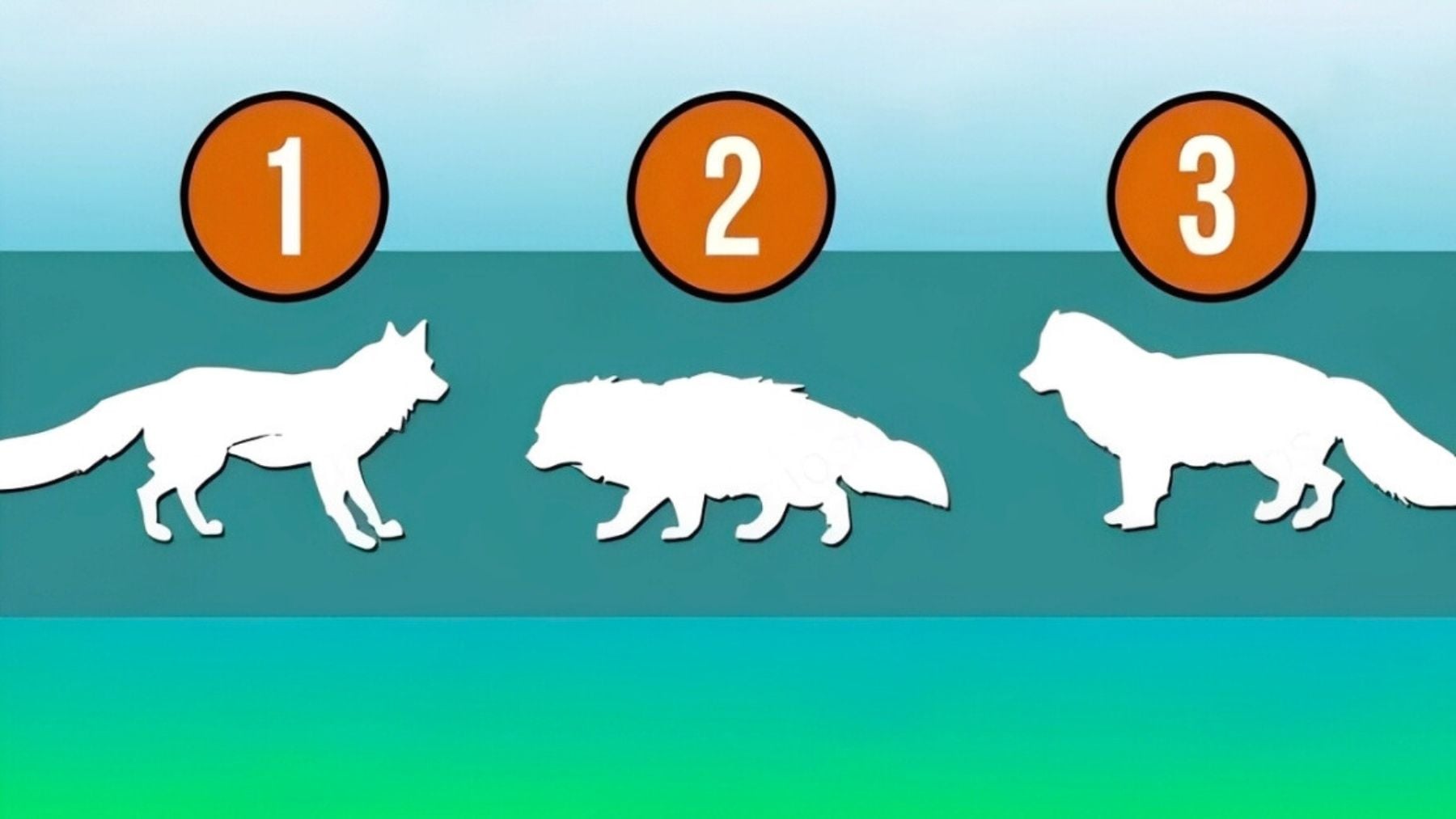 Wolf, test, character