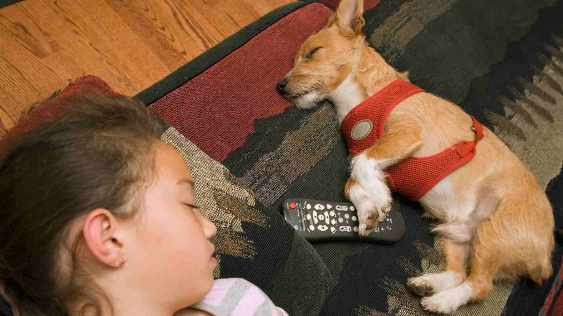 Young girl and small terrier in a red harness sleeping side by side on a patterned couch with a TV remote between them, symbolizing cozy pet co-sleeping.