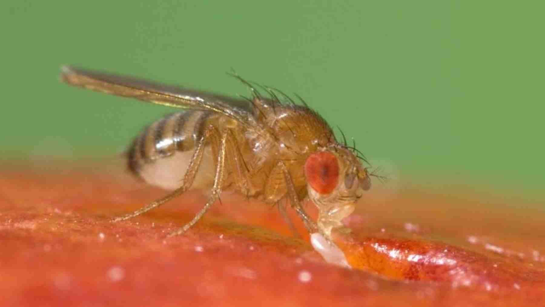 Fruit fly feeding on fruit during CNRS study on sugar and memory consolidation