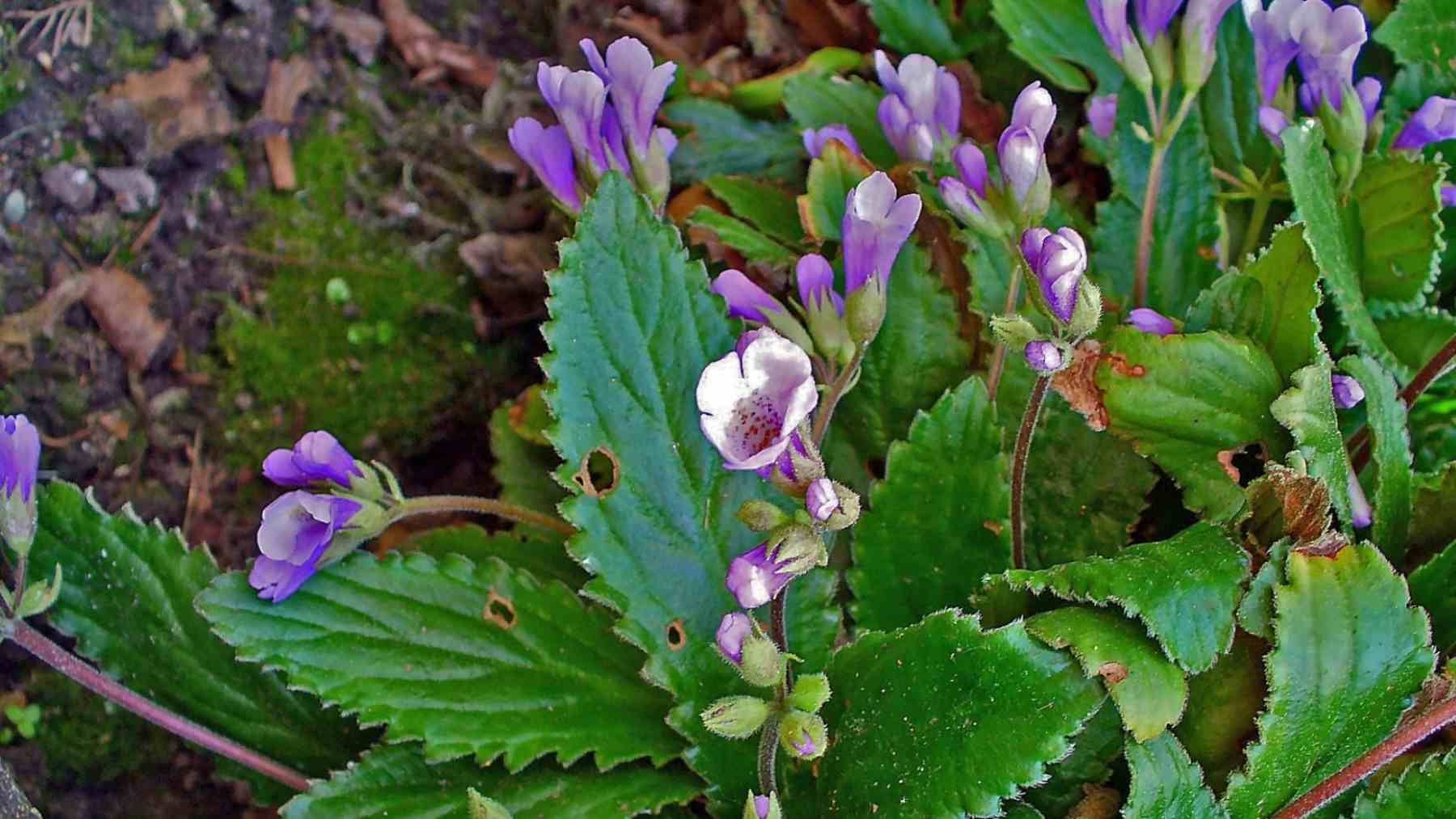 Haberlea rhodopensis plant with purple flowers studied for its effects on collagen production and cellular energy
