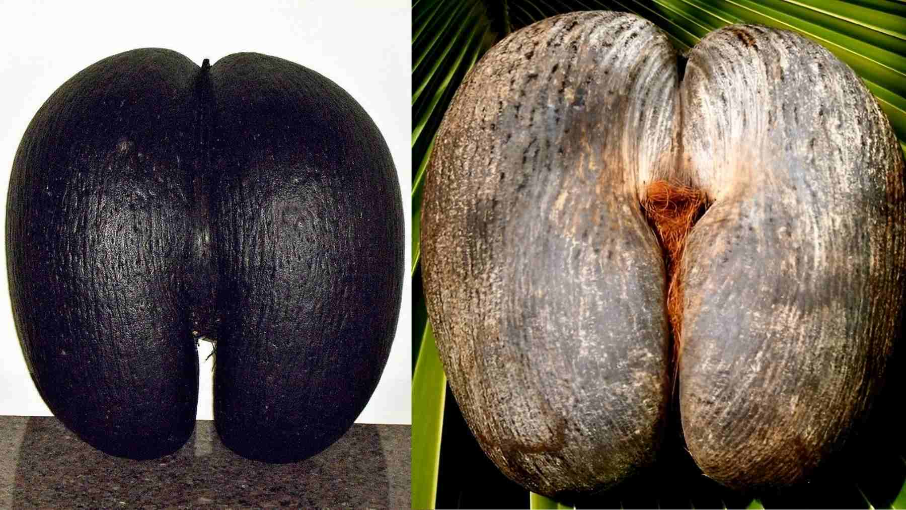 Coco de mer seed from the Seychelles, the world’s largest seed, weighing up to 66 pounds and nearly 20 inches wide