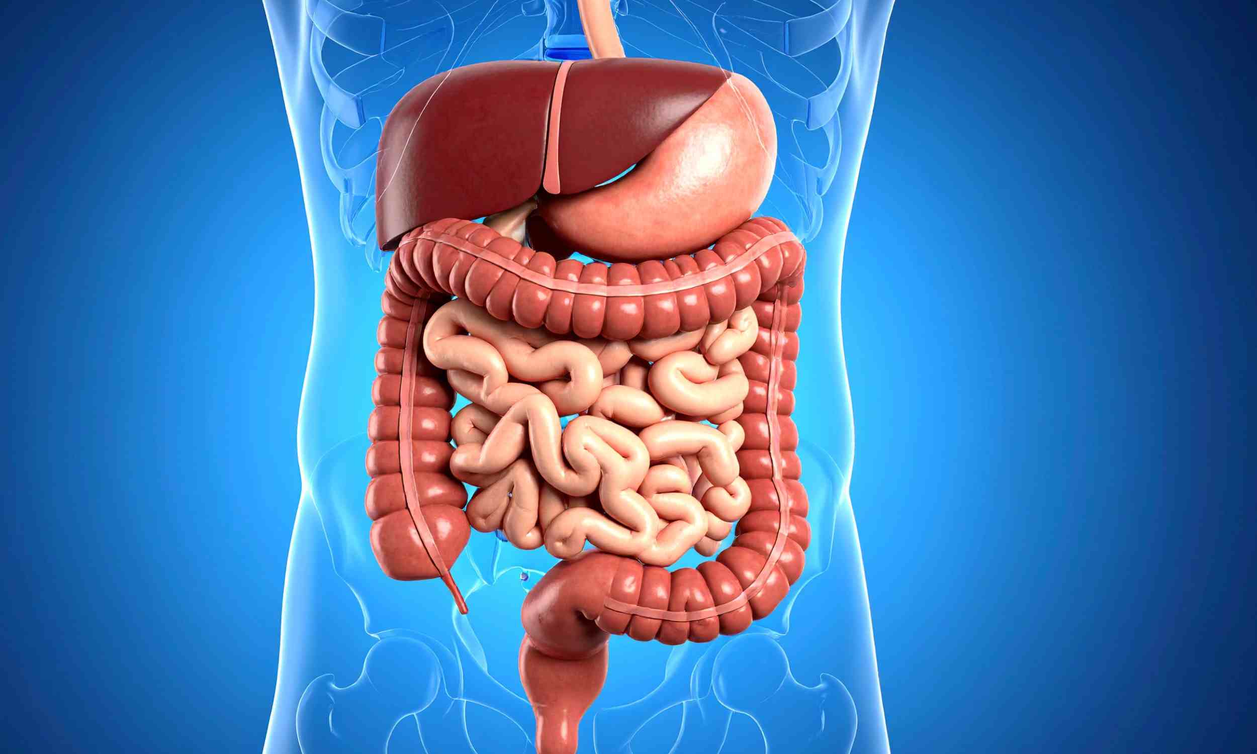 3D illustration of human digestive system showing intestines and stomach in inflammatory bowel disease context